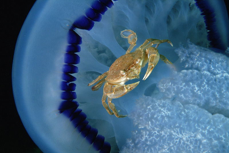 Liocarcinus vernalis su Rhizostoma pulmo